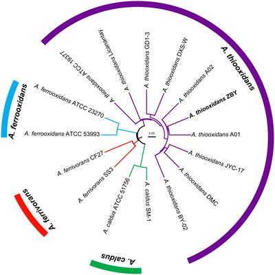 In Silico Genome-Wide Analysis Reveals the Potential Links Between Core Genome of Acidithiobacillus thiooxidans and Its Autotrophic Lifestyle